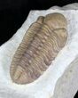 Caremel Colored Kainops Trilobite - Oklahoma #23105-1